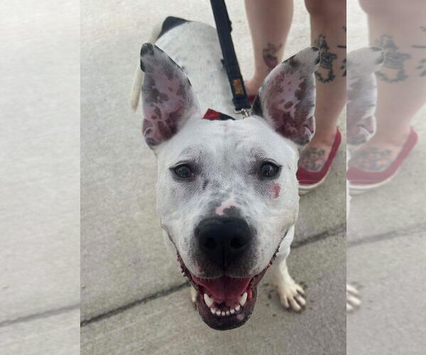 Medium Photo #16 American Pit Bull Terrier-Unknown Mix Puppy For Sale in Germantown, OH, USA