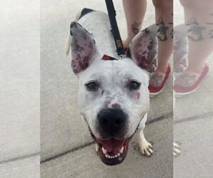 Vally - Female American Pit Bull Terrier-Unknown Mix Dog for Adoption - Photo #16