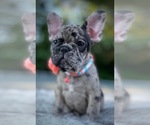 Small Photo #3 French Bulldog Puppy For Sale in PICKERINGTON, OH, USA