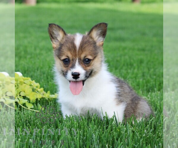 Medium Photo #5 Pembroke Welsh Corgi Puppy For Sale in PALMYRA, PA, USA