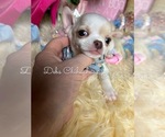 Small #3 Chihuahua