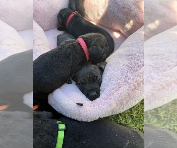 Medium Photo #3 Cane Corso Puppy For Sale in LIVERMORE, CA, USA