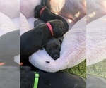 Small Photo #28 Cane Corso Puppy For Sale in LIVERMORE, CA, USA