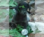 Small Photo #1 Golden Labrador Puppy For Sale in IDAHO SPRINGS, CO, USA