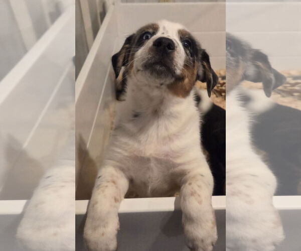 Medium Photo #2 Mutt Puppy For Sale in Garden City, NY, USA