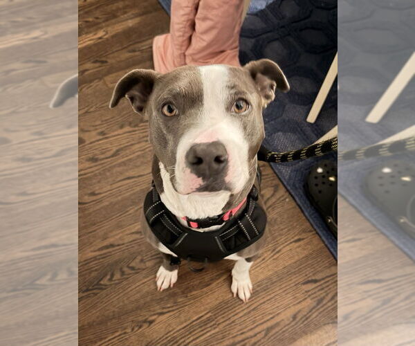 Medium Photo #24 American Pit Bull Terrier-American Staffordshire Terrier Mix Puppy For Sale in Brewster, NY, USA