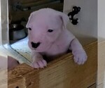 Small Photo #59 Dogo Argentino Puppy For Sale in JANE, MO, USA
