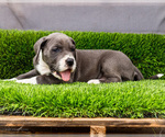 Small Photo #33 Great Dane Puppy For Sale in WAKARUSA, IN, USA