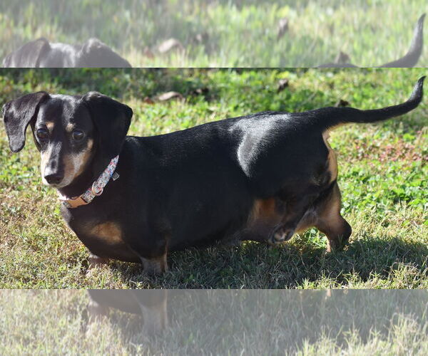 Medium Photo #4 Dachshund Puppy For Sale in Shelbyville, TN, USA
