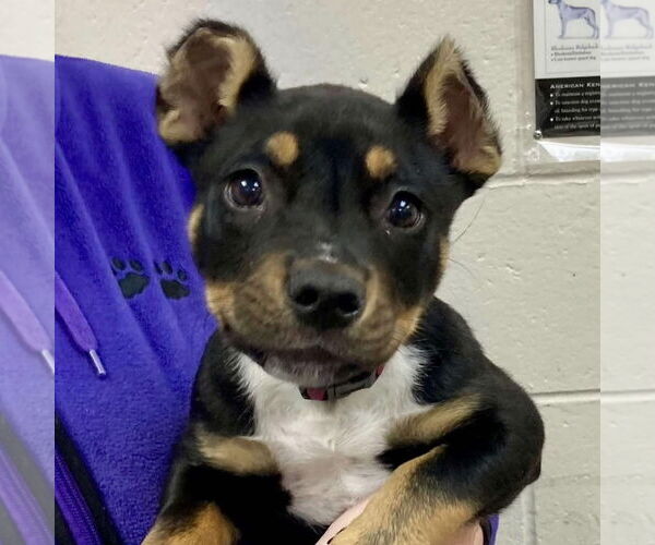 Medium Photo #3 American Pit Bull Terrier-Unknown Mix Puppy For Sale in Hayward, CA, USA