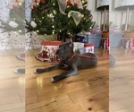 Small Photo #9 Cane Corso Puppy For Sale in WATERBURY, CT, USA