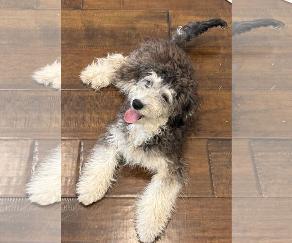 Medium Photo #1 Bernese Mountain Dog-Poodle (Miniature) Mix Puppy For Sale in Valrico, FL, USA