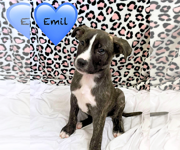 Medium Photo #20 American Staffordshire Terrier-German Shepherd Dog Mix Puppy For Sale in McDonough, GA, USA