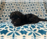 Small Photo #6 Aussiedoodle Miniature  Puppy For Sale in LAKELAND, FL, USA