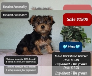 Yorkshire Terrier Puppy for sale in TUCSON, AZ, USA