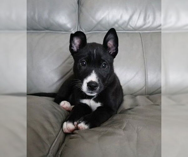 Medium Photo #1 Mutt Puppy For Sale in Genesee, WI, USA