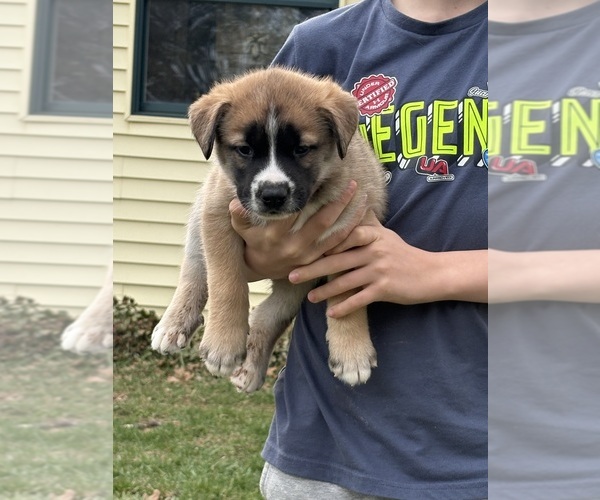 Medium Photo #10 Alaskan Husky-Saint Bernard Mix Puppy For Sale in OLIVET, MI, USA