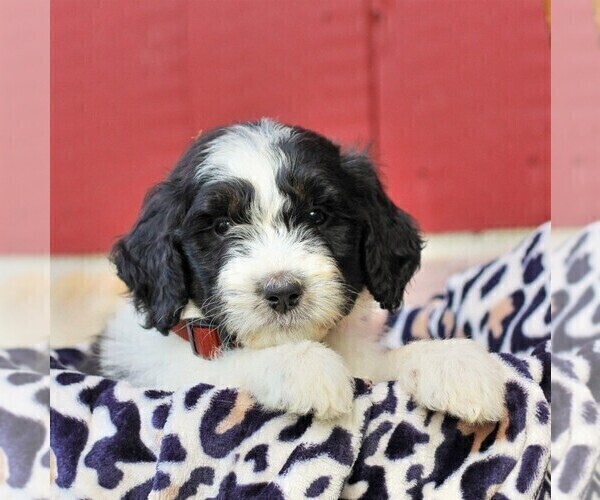 Medium Photo #1 Bernedoodle Puppy For Sale in ORRSTOWN, PA, USA