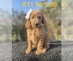 Small Photo #13 Labradoodle Puppy For Sale in PORTERVILLE, CA, USA