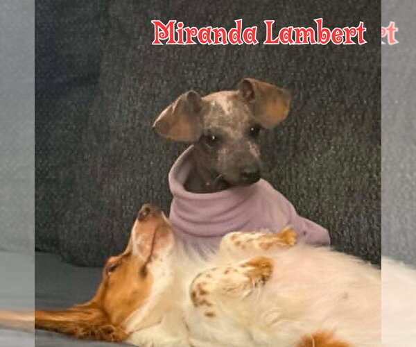 Medium Photo #5 Dachshund Puppy For Sale in San Antonio, TX, USA