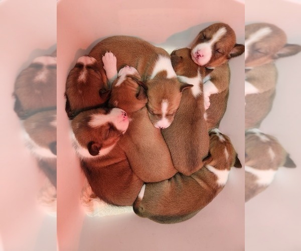 Medium Photo #2 Basenji Puppy For Sale in LOMETA, TX, USA