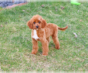 Cavapoo (Miniature) Puppy for sale in SYRACUSE, IN, USA