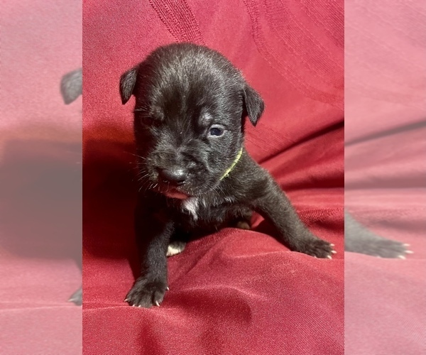 Medium Photo #3 Cane Corso Puppy For Sale in LAKE EUFAULA, OK, USA