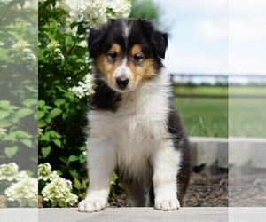 Collie Puppy for sale in FREDERICKSBG, OH, USA