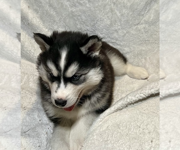 Medium Photo #6 Siberian Husky Puppy For Sale in ALTON, IL, USA