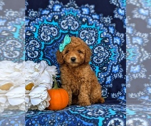 Miniature Labradoodle Puppy for sale in NOTTINGHAM, PA, USA