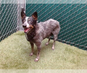 Texas Heeler Dogs for adoption in Downey, CA, USA