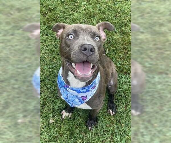 Medium Photo #1 American Pit Bull Terrier Puppy For Sale in Tulsa, OK, USA