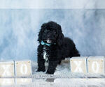 Small Photo #6 Poodle (Miniature) Puppy For Sale in WARSAW, IN, USA