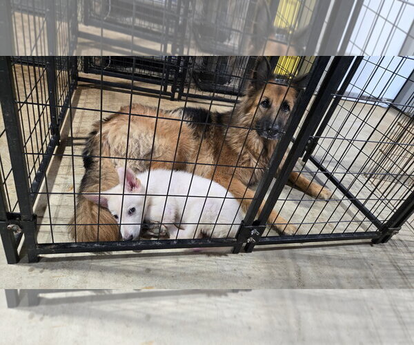 Medium Photo #8 German Shepherd Dog Puppy For Sale in Centreville, VA, USA