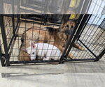 Small #7 German Shepherd Dog