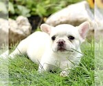 Small #2 French Bulldog