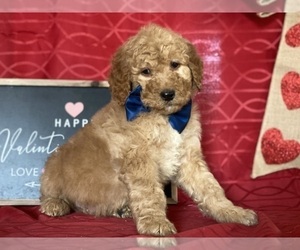 Goldendoodle Puppy for sale in LANCASTER, PA, USA