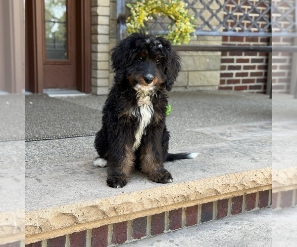Medium Photo #4 Bernedoodle Puppy For Sale in WOLCOTT, IN, USA