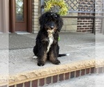 Small #3 Bernedoodle