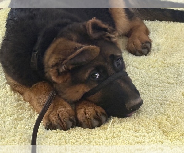 Medium Photo #9 German Shepherd Dog Puppy For Sale in WILDOMAR, CA, USA