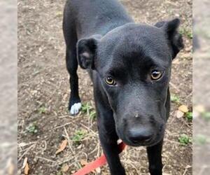 Labrador Retriever Dogs for adoption in San Antonio, TX, USA