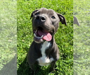 Hamilton - Male Mutt Dog for Adoption - Photo #3
