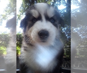 Siberian Husky Puppy for sale in FLORENCE, SC, USA