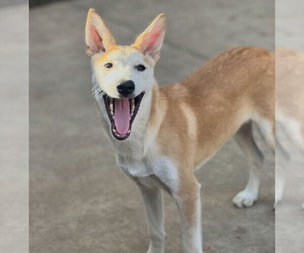 Medium Photo #3 Siberian Husky-Unknown Mix Puppy For Sale in Dana Point, CA, USA
