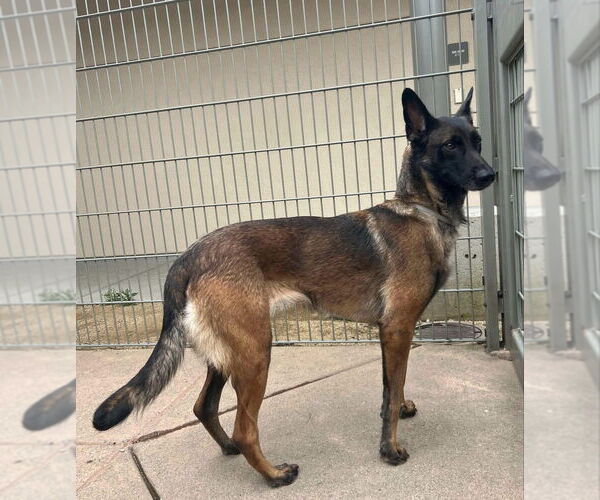 Medium Photo #2 Mutt Puppy For Sale in Imlay City, MI, USA