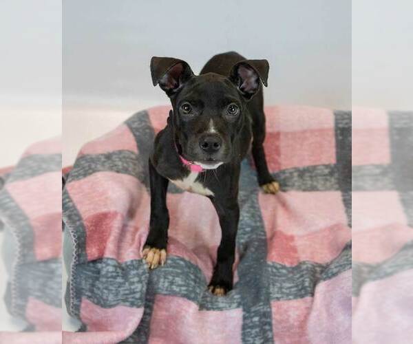 Medium Photo #2 Bull-Boxer Puppy For Sale in Kennesaw, GA, USA