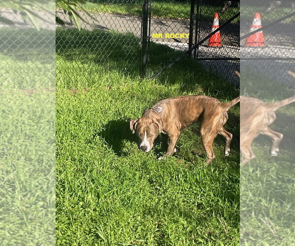 Medium Photo #3 Mutt Puppy For Sale in Woodland Hills, CA, USA