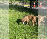 Small #2 Mutt