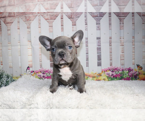 French Bulldog Puppy for sale in KINSTON, NC, USA