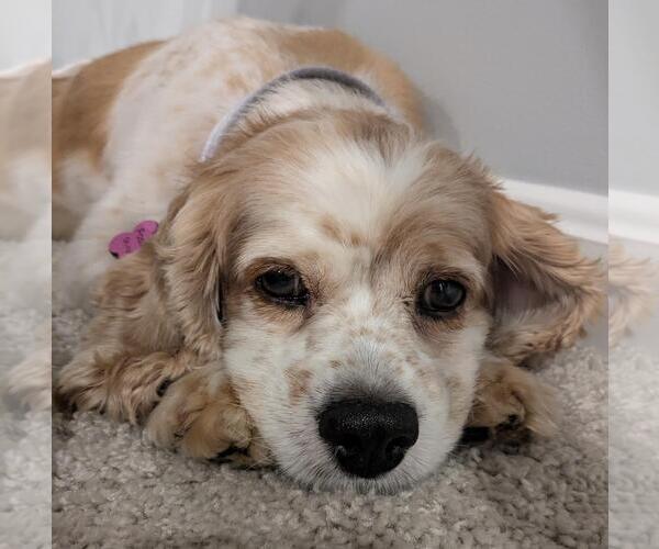 Medium Photo #12 Cocker Spaniel Puppy For Sale in Westminster, MD, USA